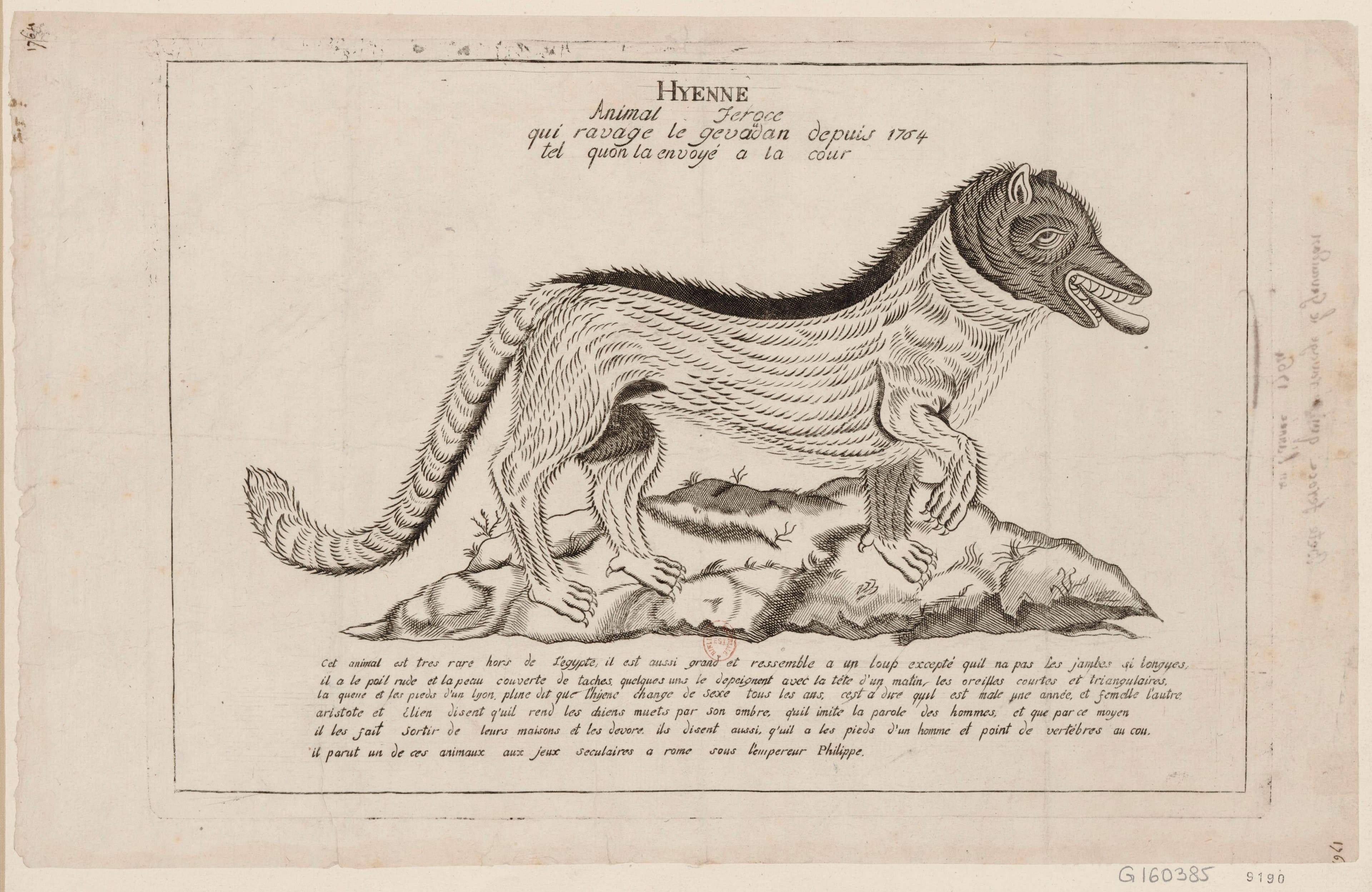 An 18th-century engraving of the Beast of Gévaudan, a large wolf-like animal attacking in open country