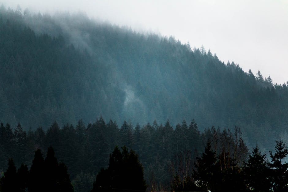 Misty fir-covered mountains in the Pacific Northwest, the kind of rugged terrain Cooper vanished into