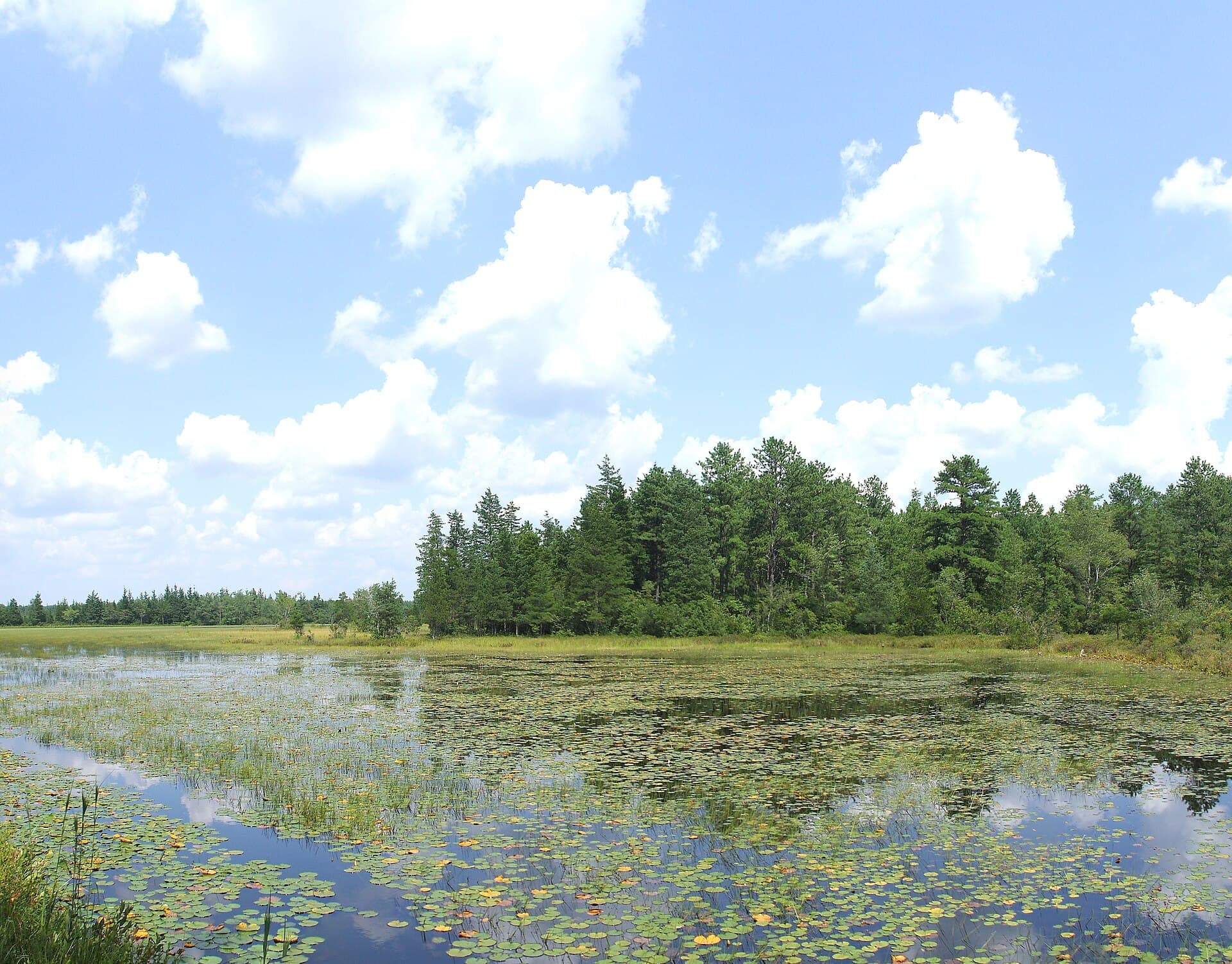 A misty cranberry bog surrounded by dense pine forest in the New Jersey Pine Barrens