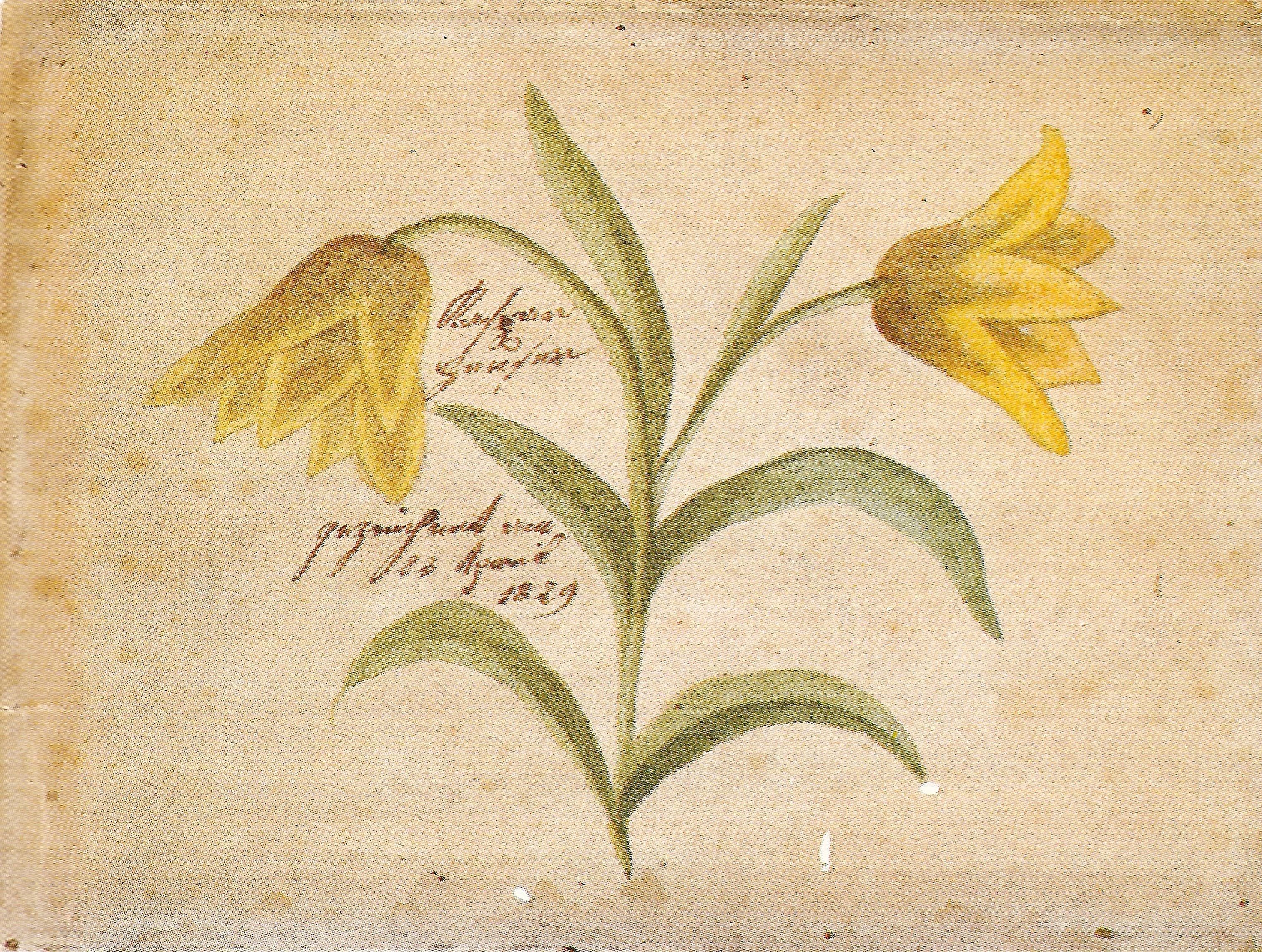 A contemporary drawing of Kaspar Hauser made in 1829, showing the pale young man in a dark coat