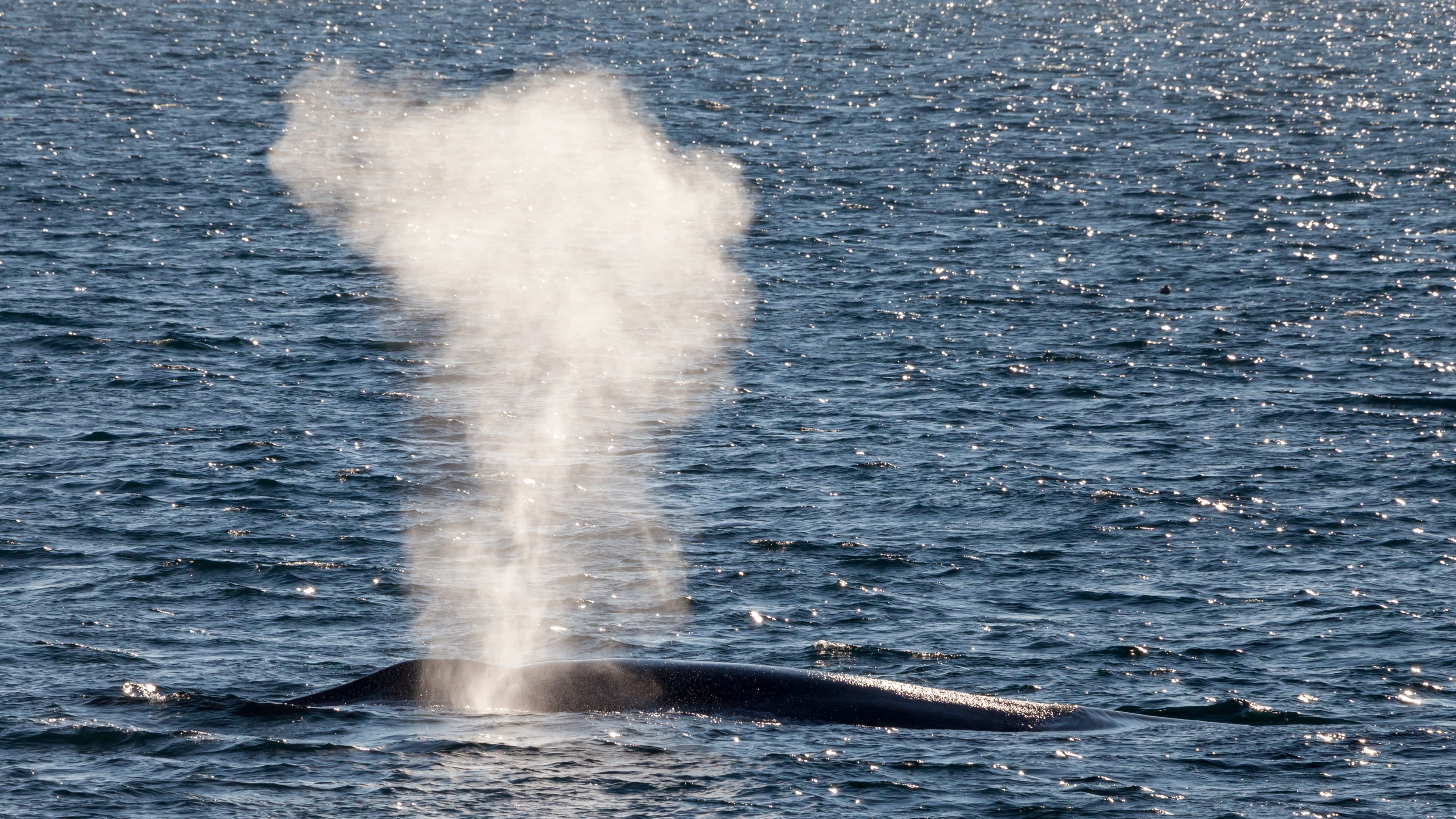 A lone whale's blow rising from a vast, cold open sea